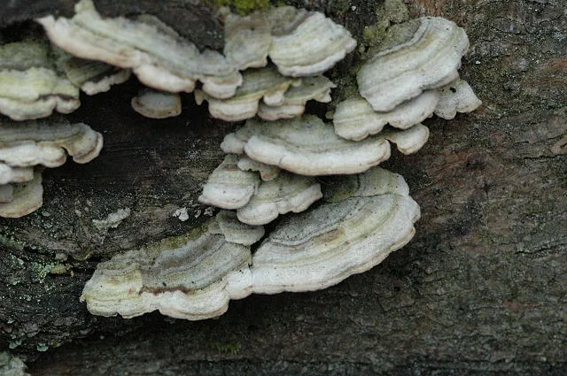 Trichaptum abietinum (Trichaptum abietinum) — photo mycologique
