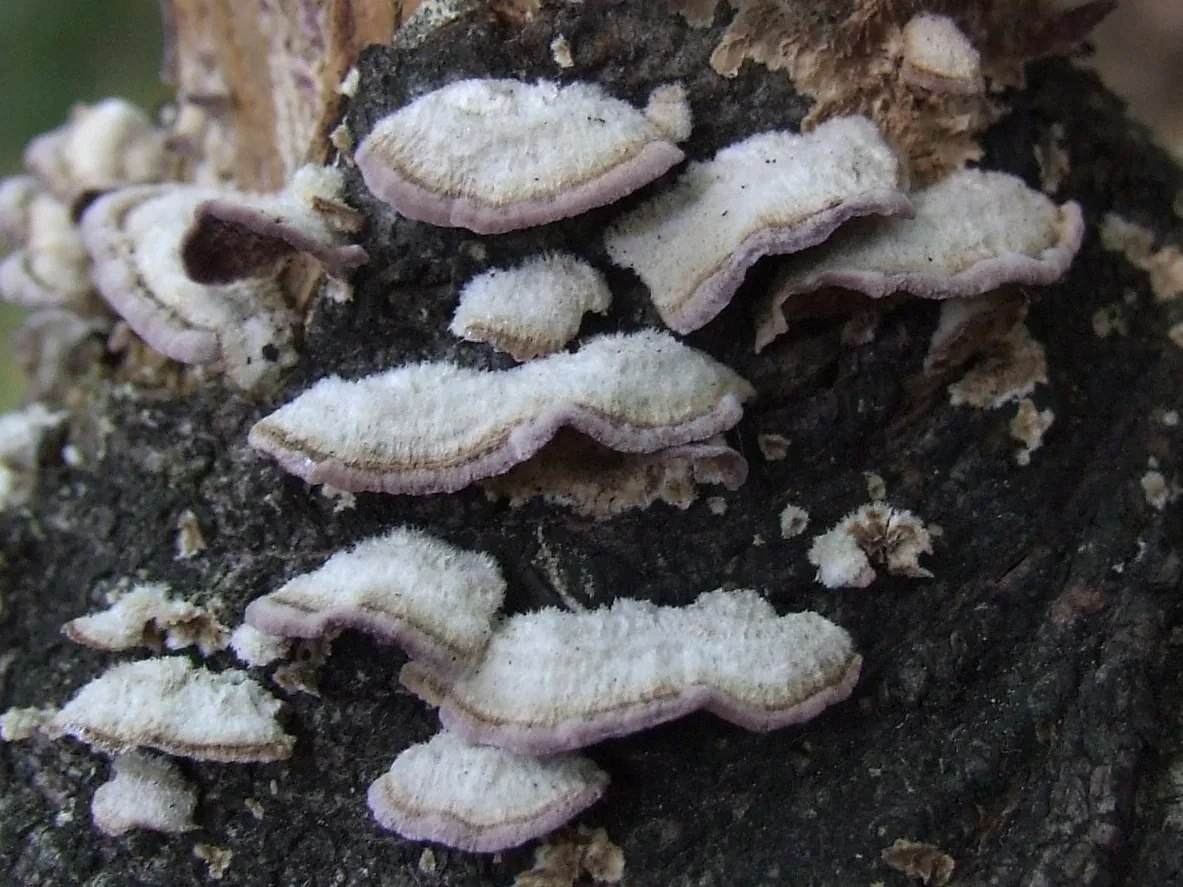 Trichaptum fuscoviolaceum (Trichaptum fuscoviolaceum) — photo mycologique