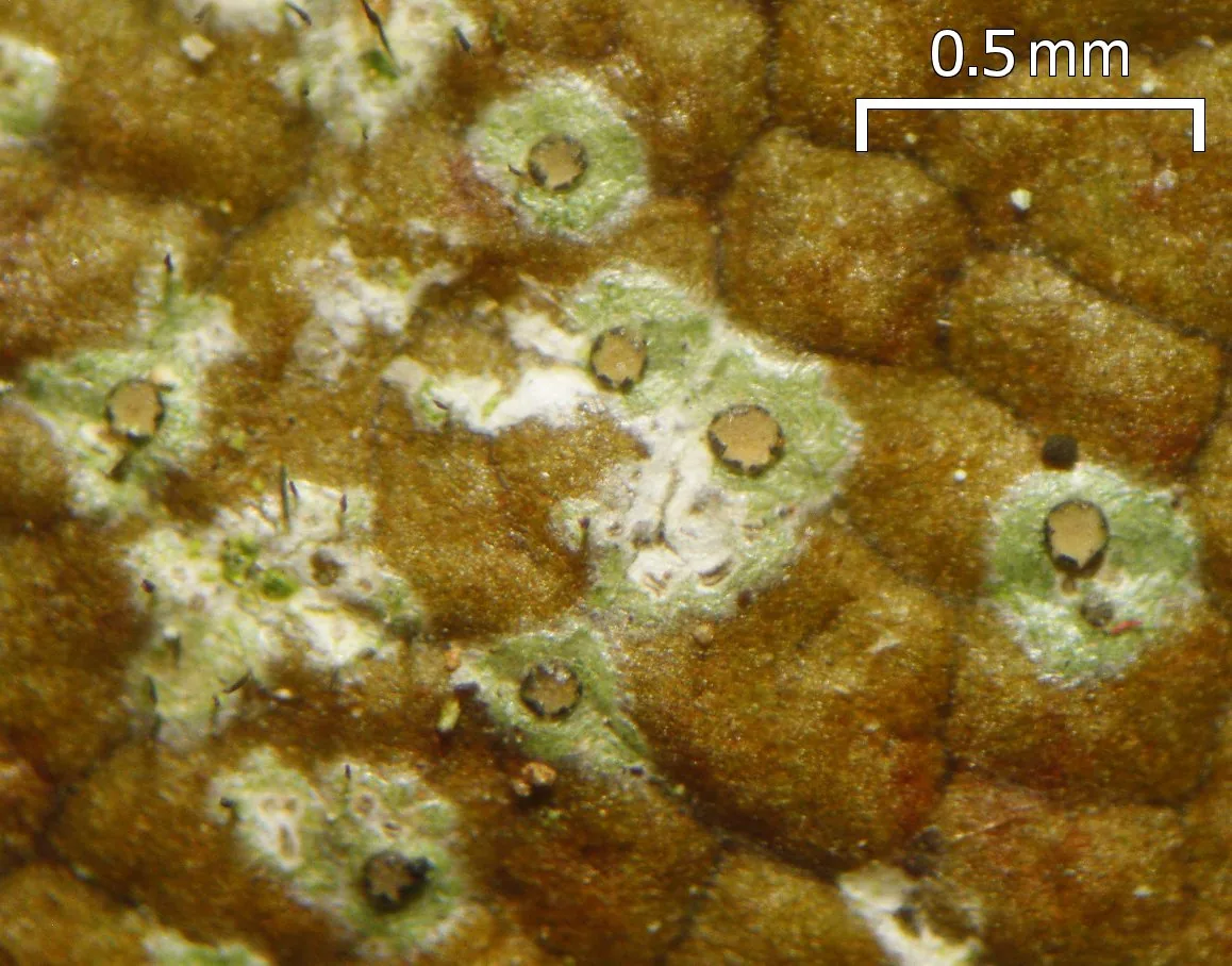 Tricharia urceolata (Tricharia urceolata) — photo mycologique