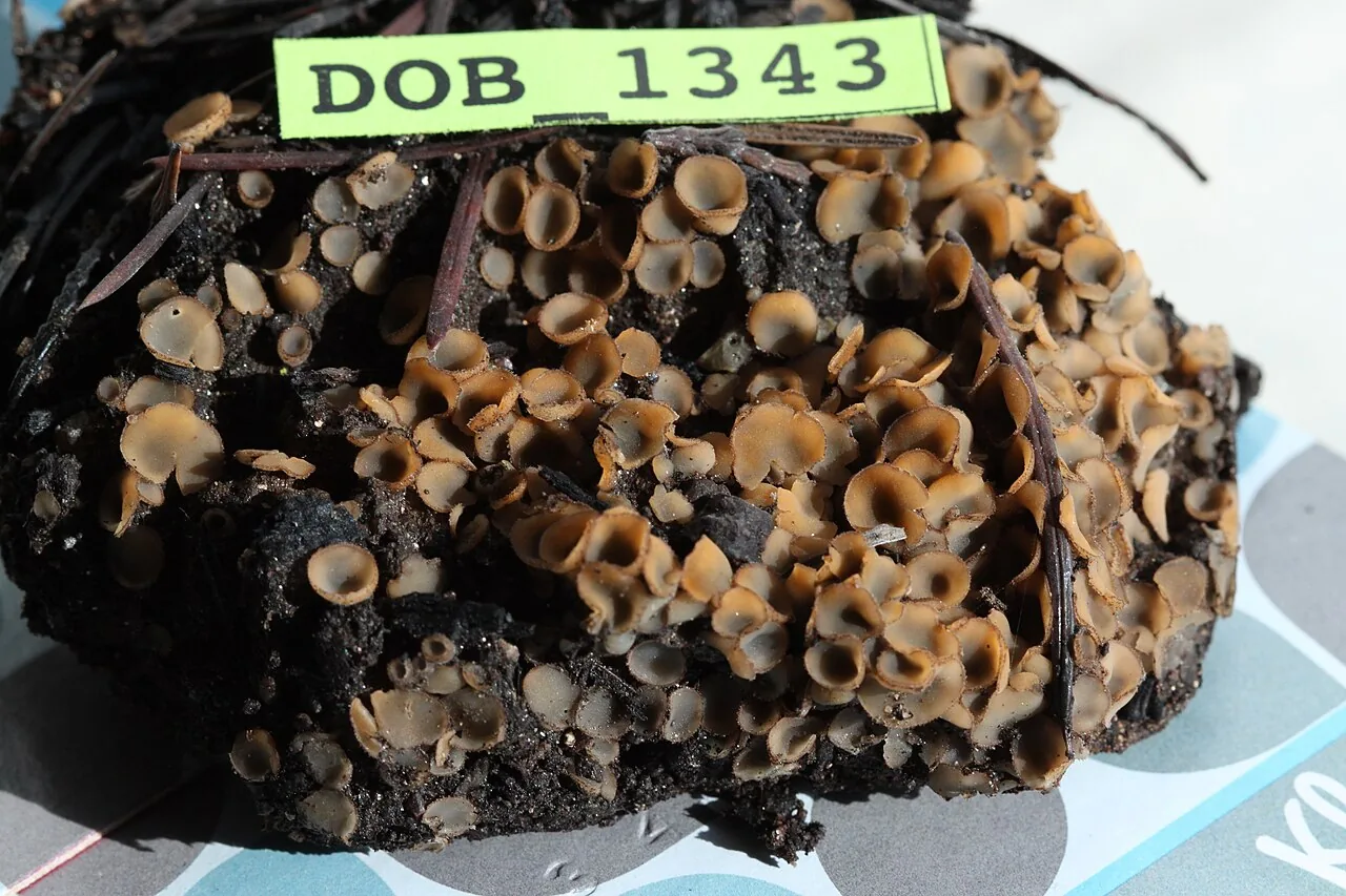 Tricharina gilva (Tricharina gilva) — photo mycologique
