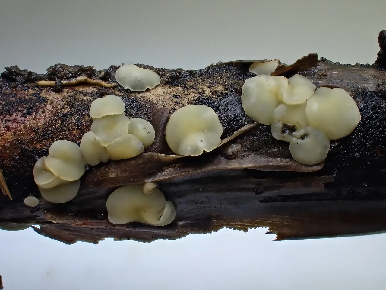 Trichobelonium rhabdocarpum (Trichobelonium rhabdocarpum) — photo mycologique