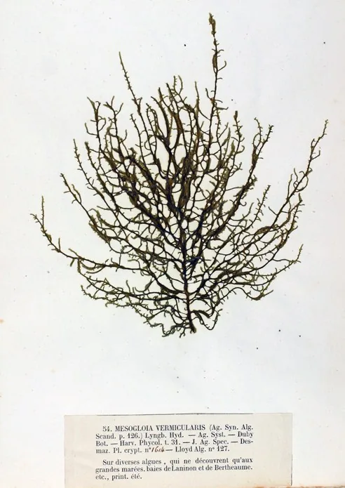 Trichocladia robiniae (Trichocladia robiniae) — photo mycologique