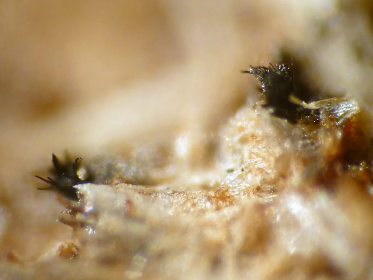 Trichodelitschia munkii (Trichodelitschia munkii) — photo mycologique