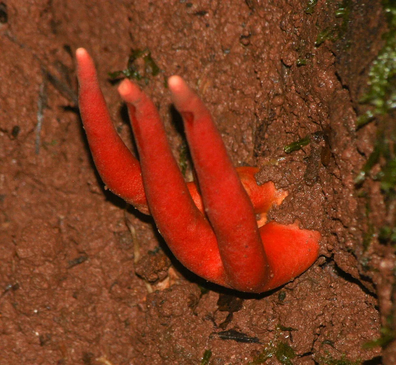 Trichoderma cornu-damae (Trichoderma cornu-damae) — photo mycologique