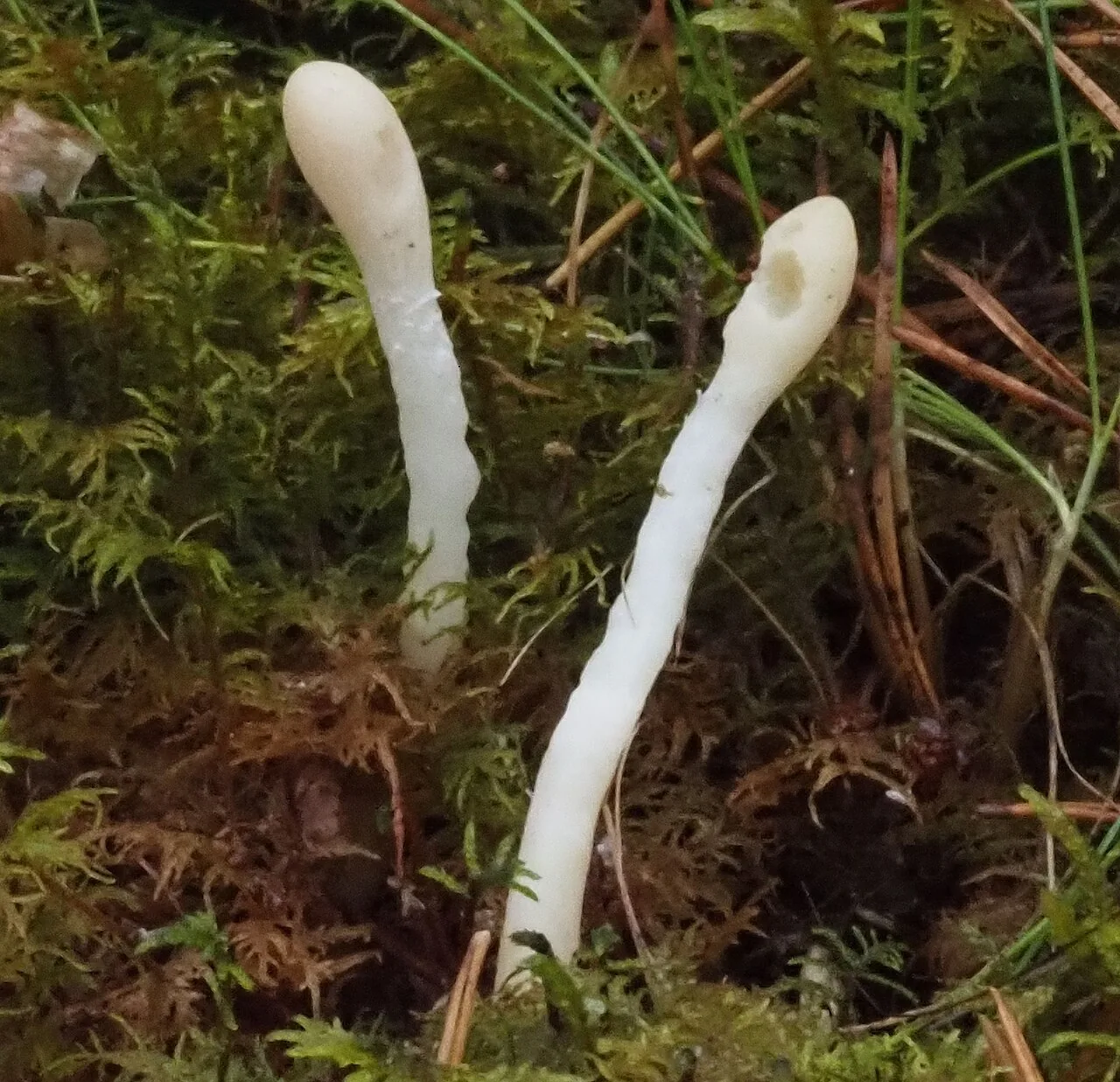 Trichoderma leucopus (Trichoderma leucopus) — photo mycologique