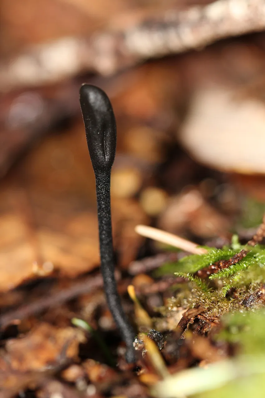 Trichoglossum confusum (Trichoglossum confusum) — photo mycologique