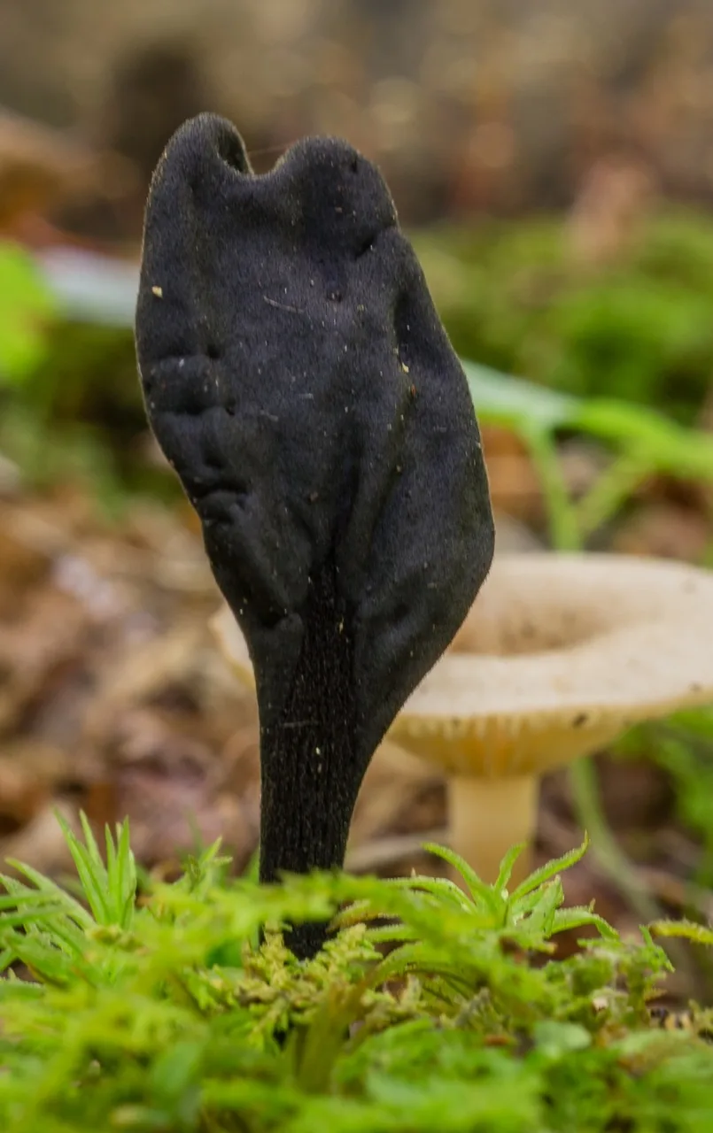 Trichoglossum walteri (Trichoglossum walteri) — photo mycologique