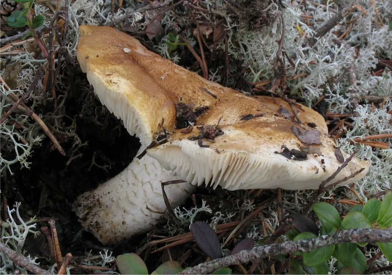 Tricholoma apium (Tricholoma apium) — photo mycologique