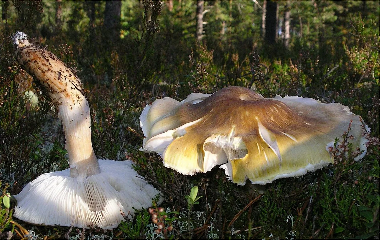Tricholoma arvernense (Tricholoma arvernense) — photo mycologique