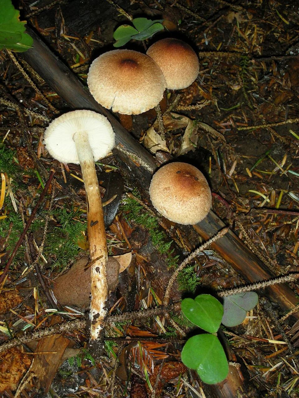 Tricholoma aurantio-olivaceum (Tricholoma aurantio-olivaceum) — photo mycologique