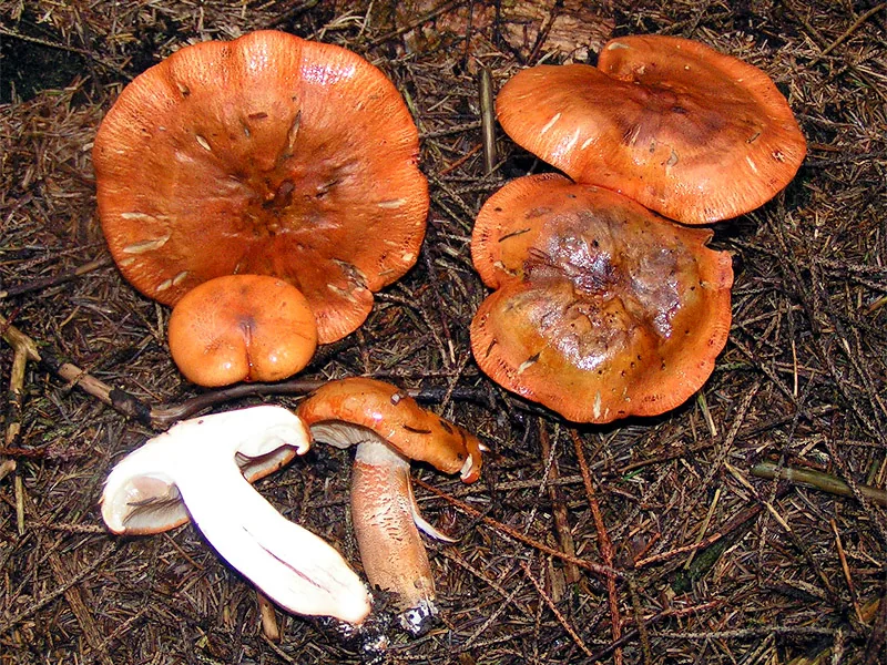 Tricholoma aurantium (Tricholoma aurantium) — photo mycologique