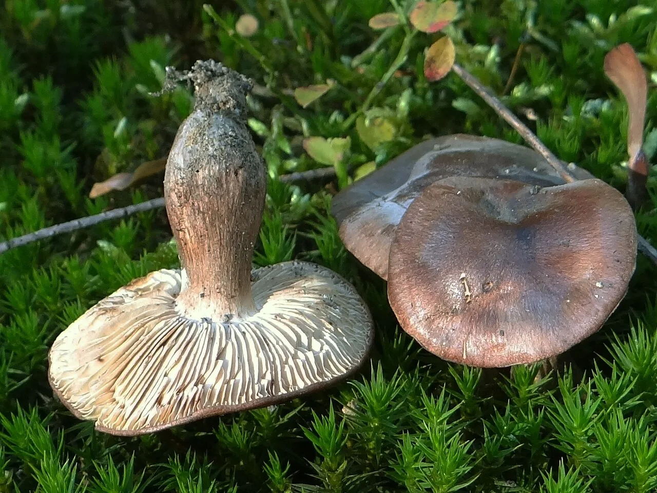 Tricholoma batschii (Tricholoma batschii) — photo mycologique