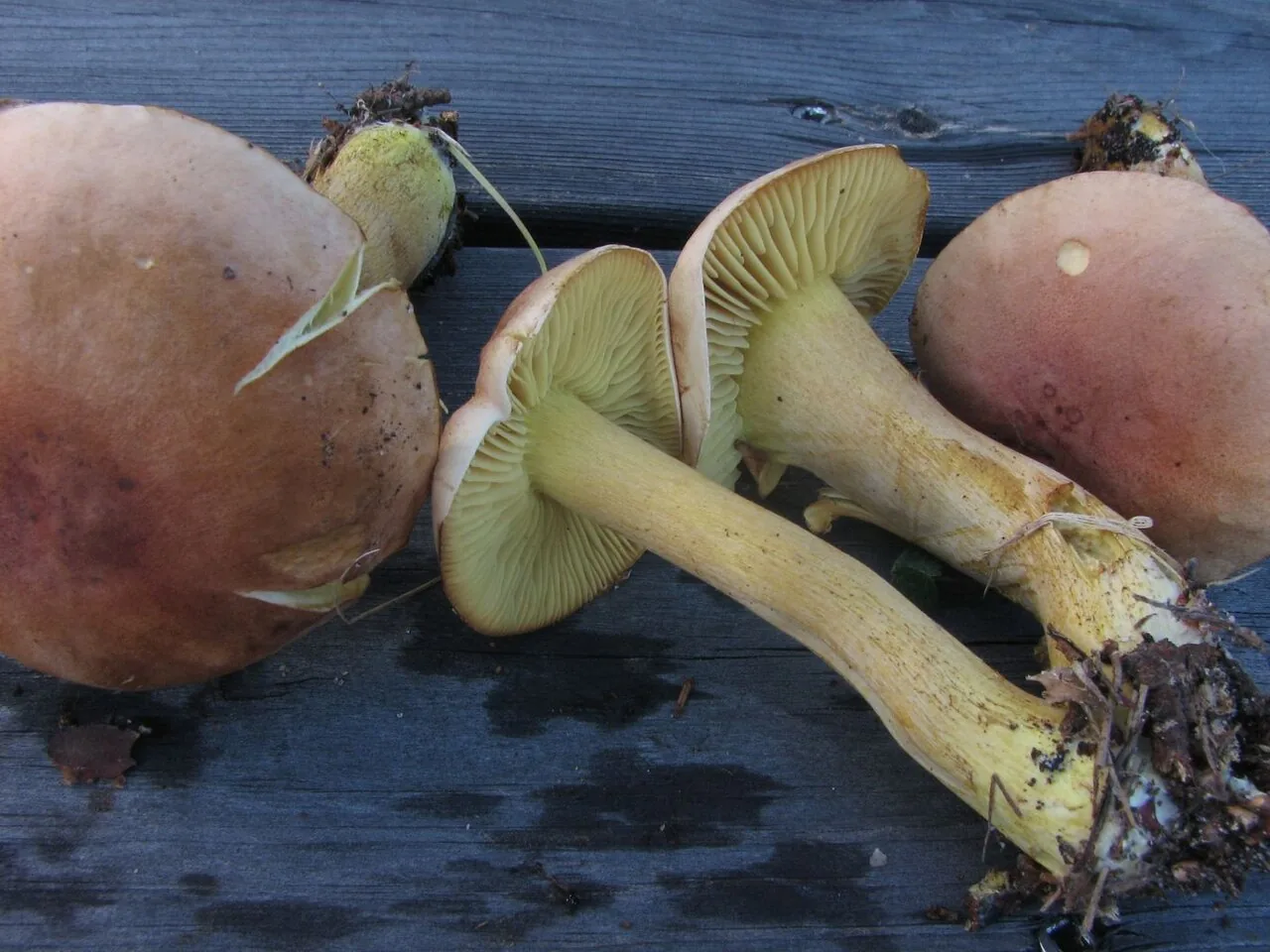 Tricholoma bufonium (Tricholoma bufonium) — photo mycologique