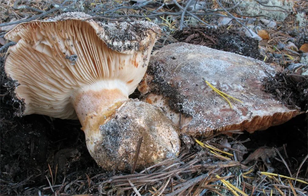 Tricholoma colossus (Tricholoma colossus) — photo mycologique