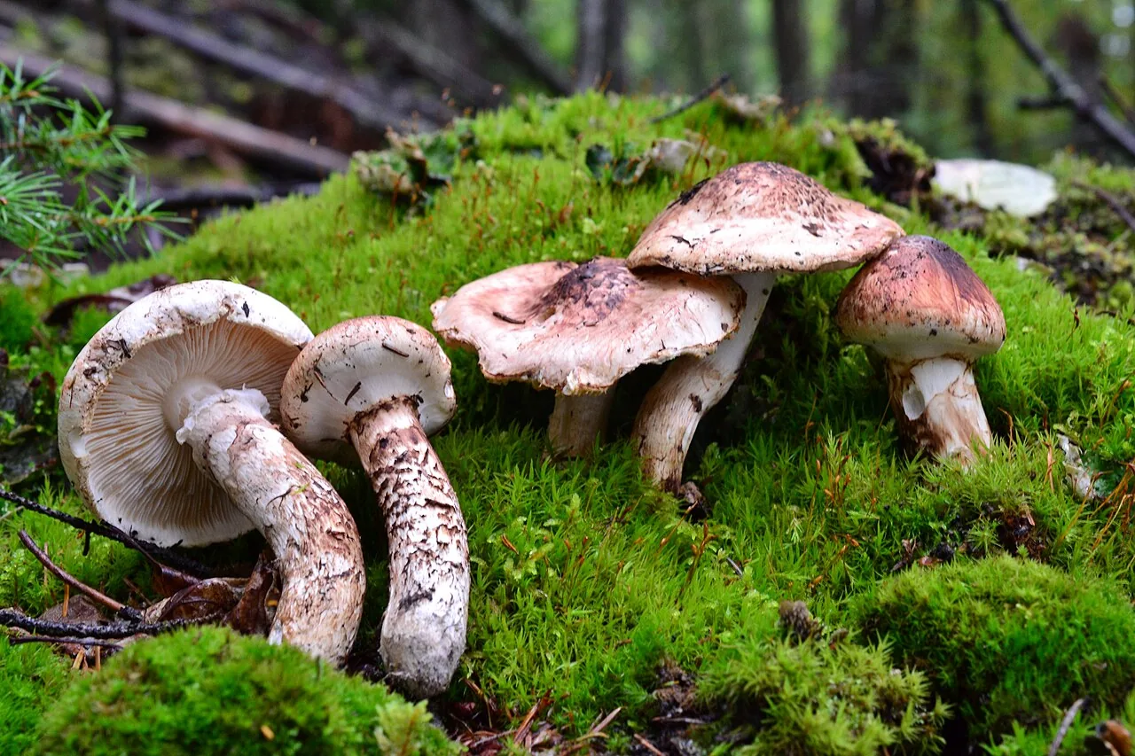 Tricholoma dulciolens (Tricholoma dulciolens) — photo mycologique