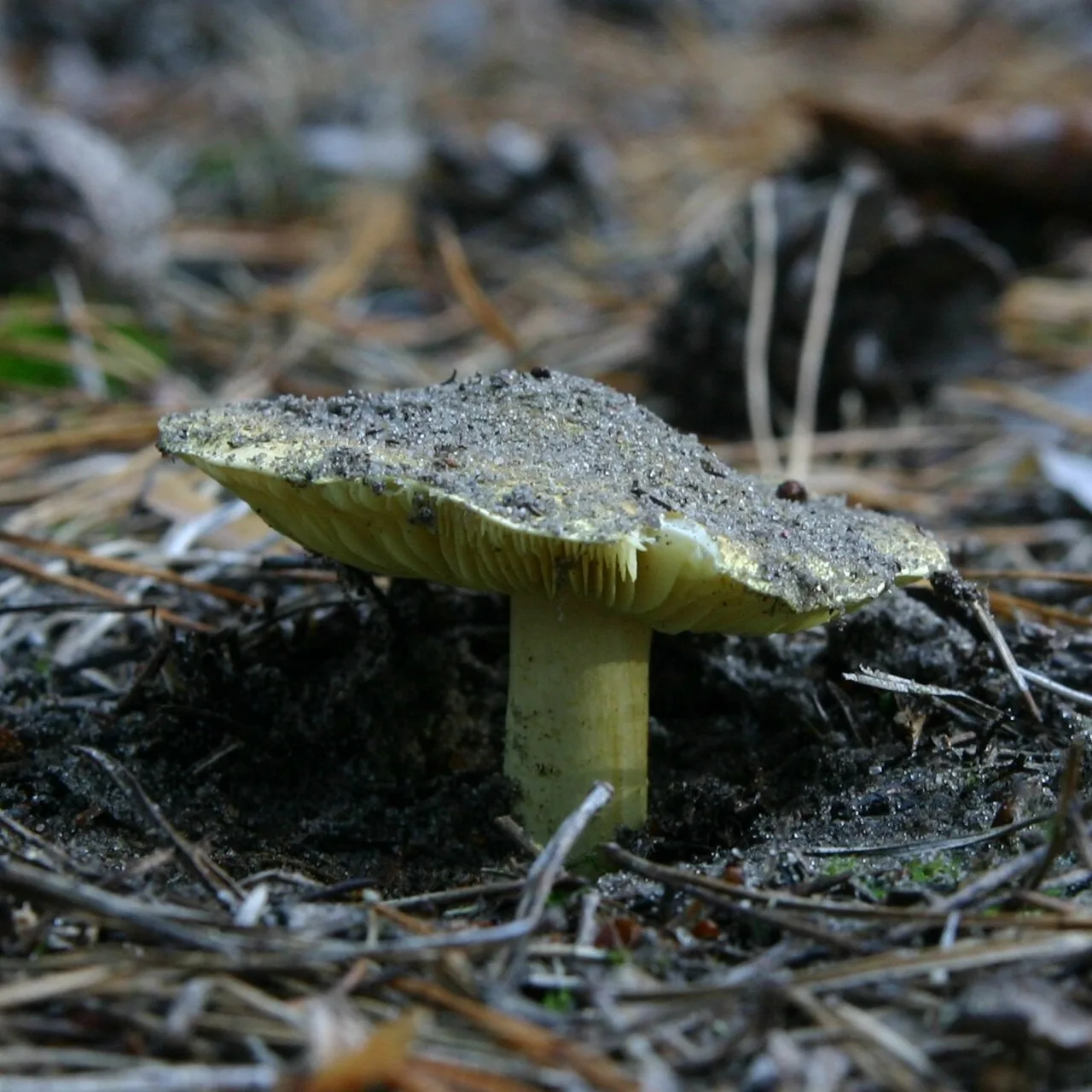 Tricholoma equestre (Tricholoma equestre) — photo mycologique