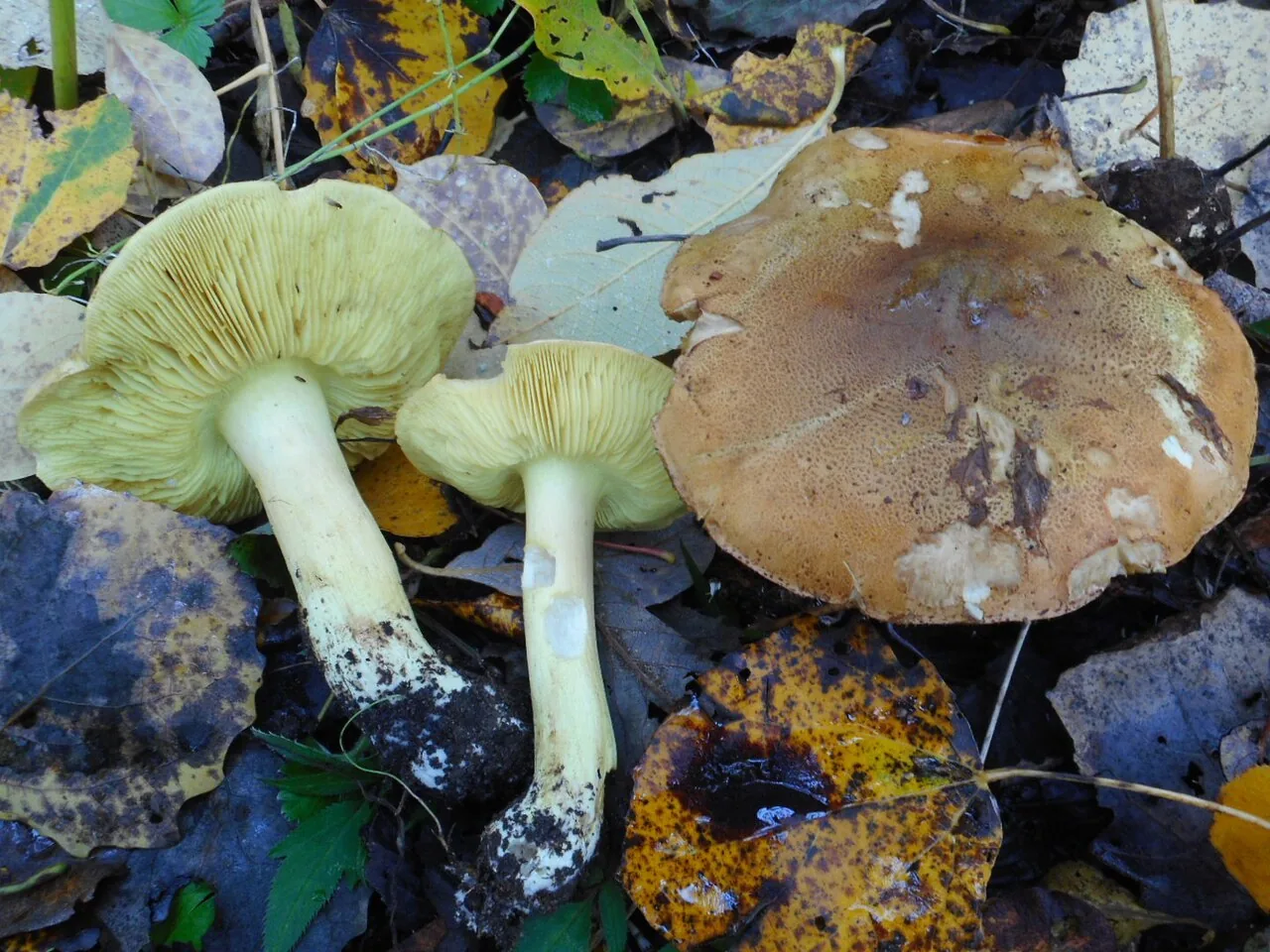 Tricholoma frondosae (Tricholoma frondosae) — photo mycologique