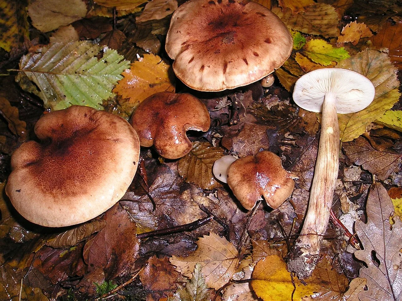 Tricholoma fulvum (Tricholoma fulvum) — photo mycologique