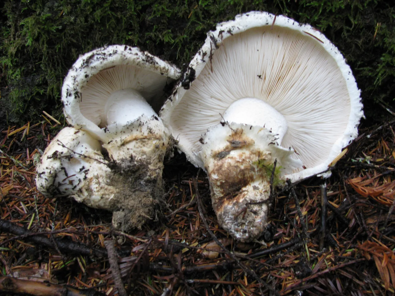 Tricholoma magnivelare (Tricholoma magnivelare) — photo mycologique