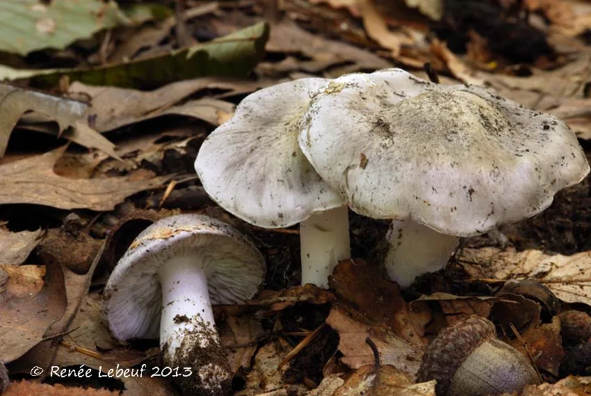 Tricholoma marquettense (Tricholoma marquettense) — photo mycologique