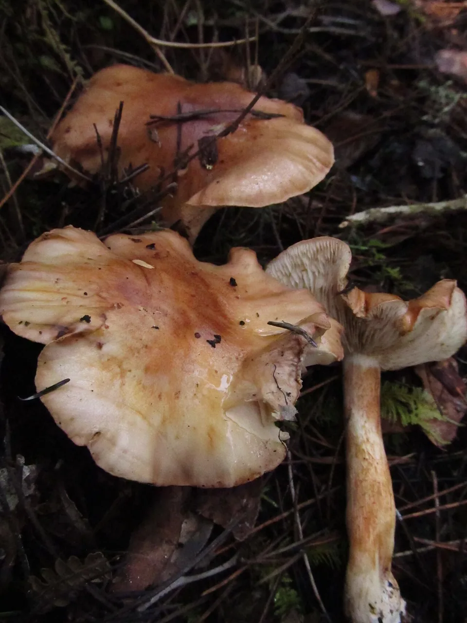 Tricholoma muricatum (Tricholoma muricatum) — photo mycologique