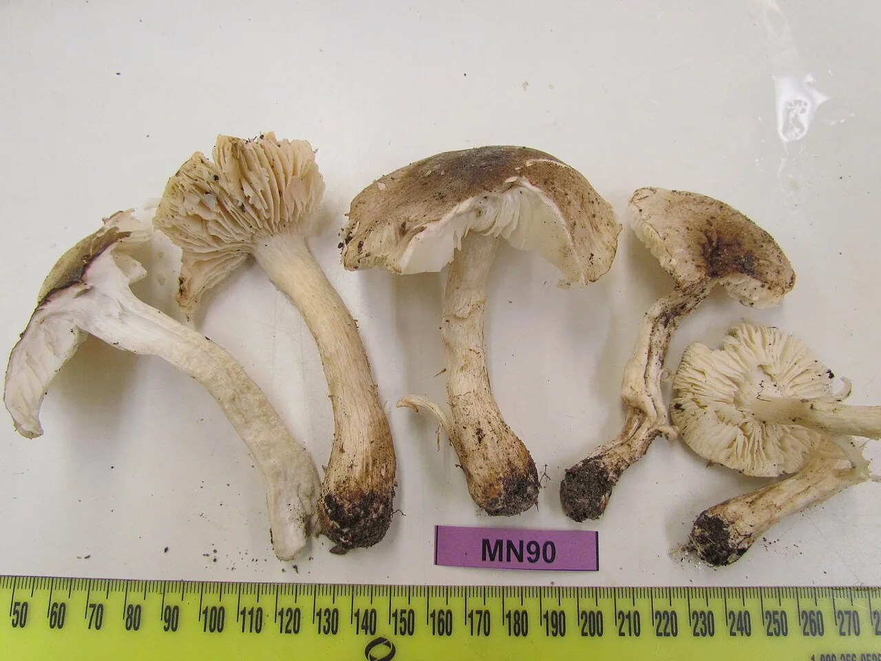 Tricholoma mutabile (Tricholoma mutabile) — photo mycologique