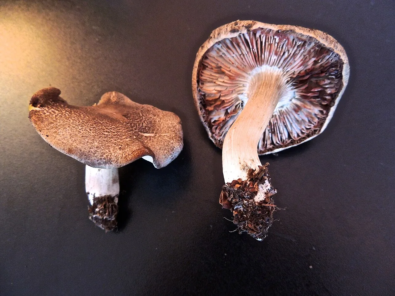 Tricholoma orirubens (Tricholoma orirubens) — photo mycologique
