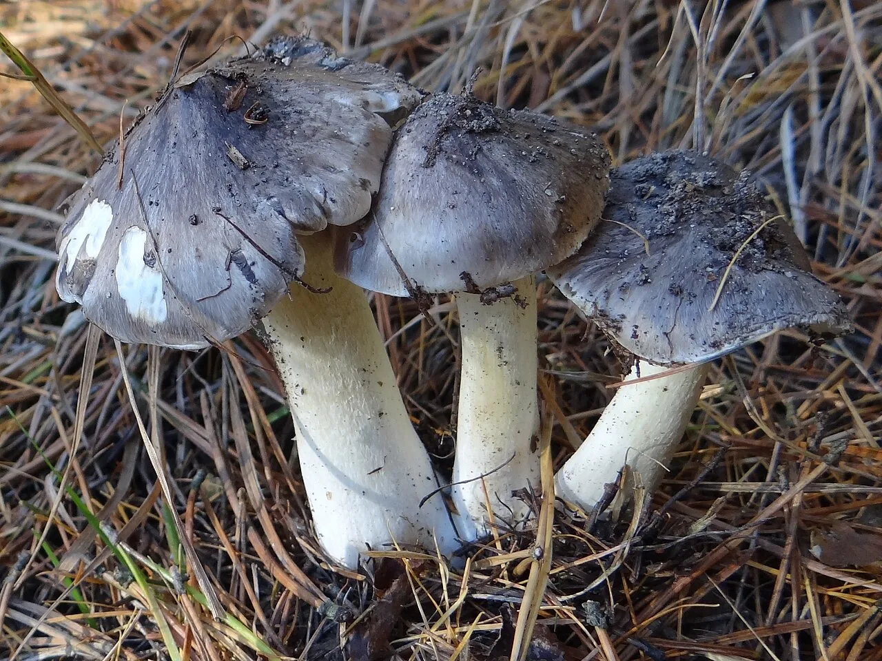 Tricholoma portentosum (Tricholoma portentosum) — photo mycologique