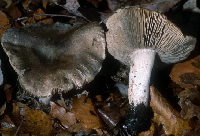 Tricholoma pullum (Tricholoma pullum) — photo mycologique