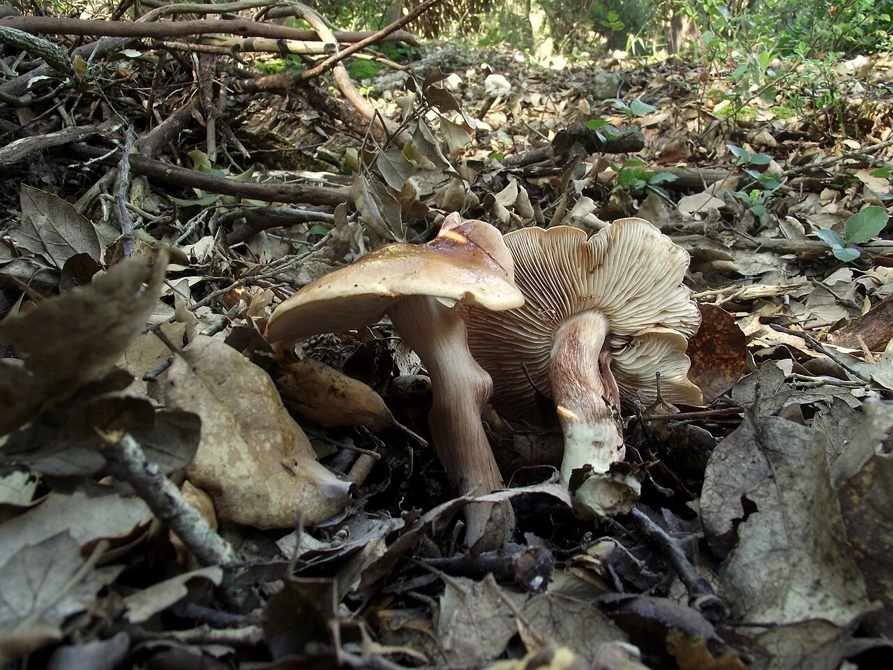 Tricholoma quercetorum (Tricholoma quercetorum) — photo mycologique