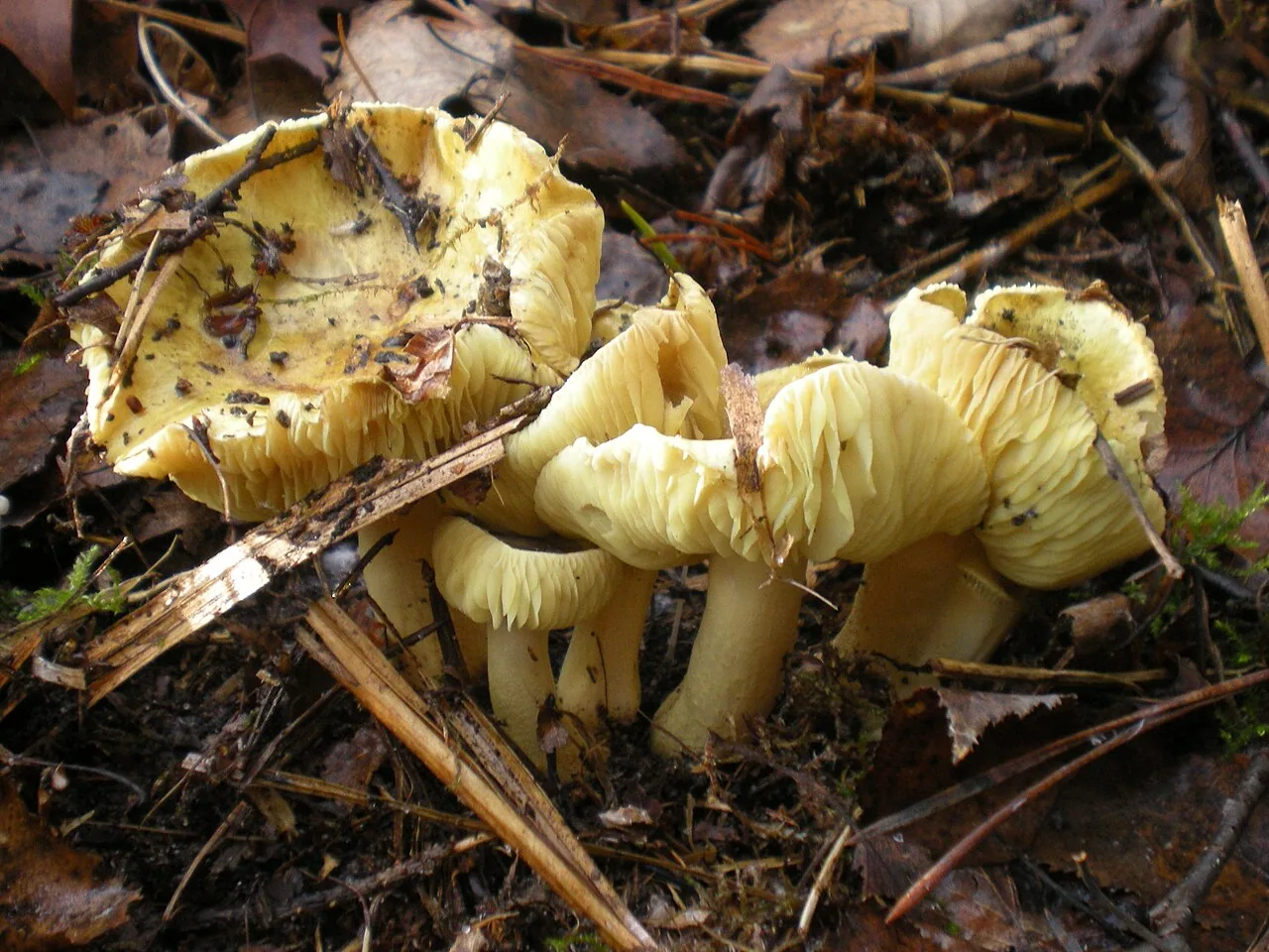Tricholoma radicans (Tricholoma radicans) — photo mycologique