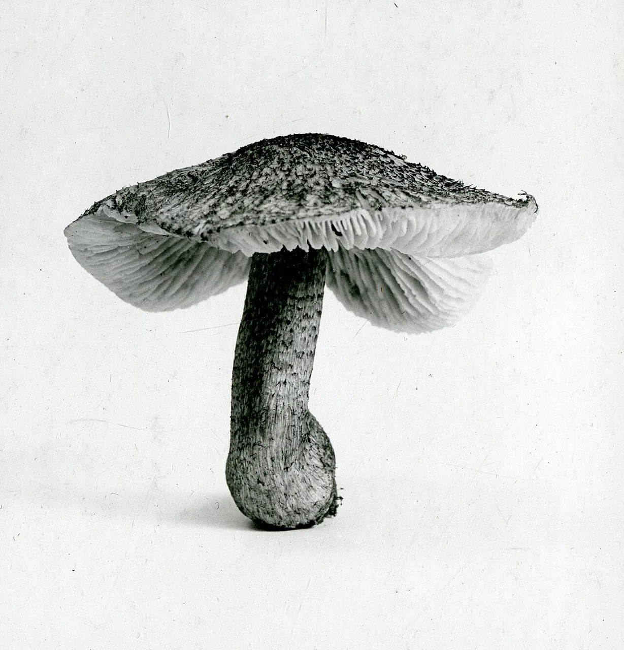 Tricholoma ramentaceum (Tricholoma ramentaceum) — photo mycologique