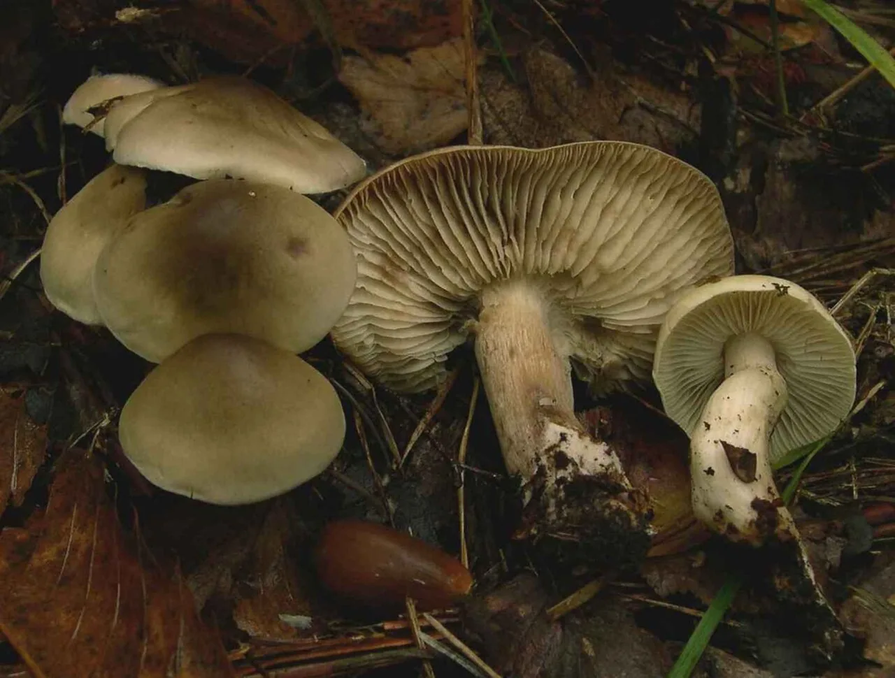 Tricholoma saponaceum (Tricholoma saponaceum) — photo mycologique