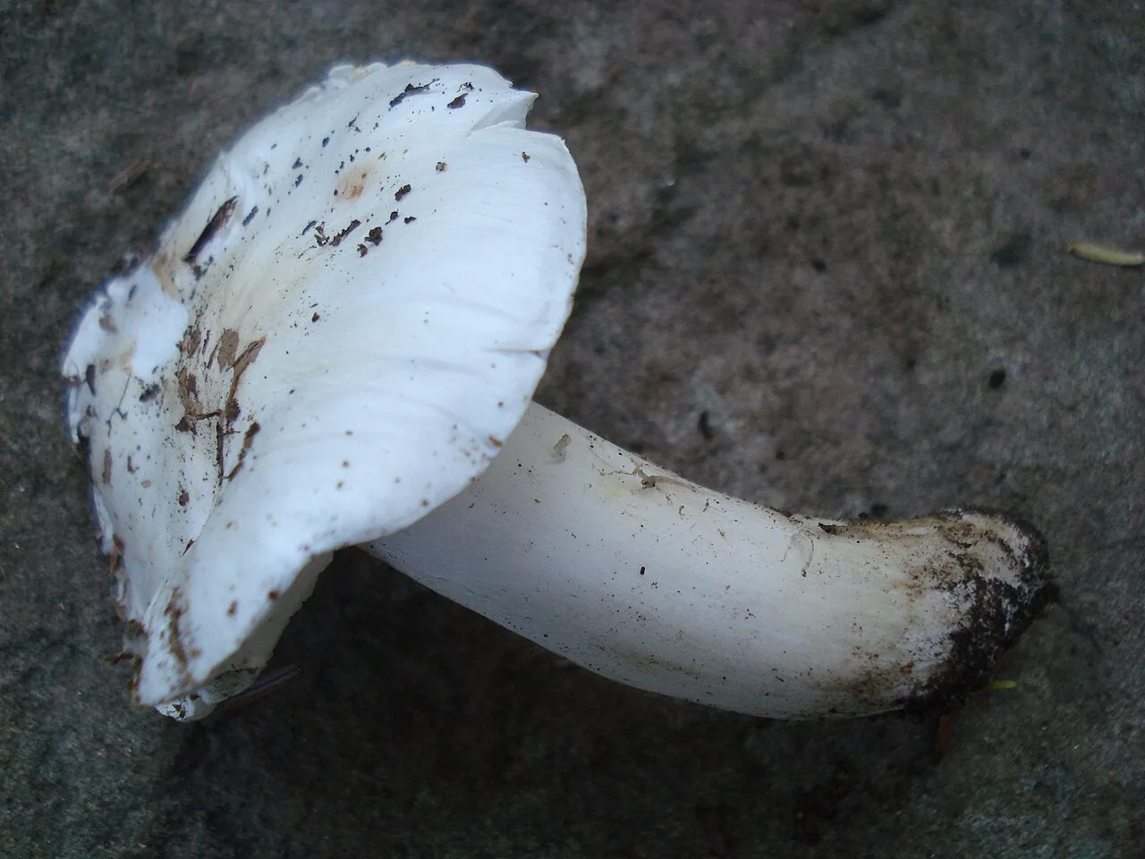 Tricholoma subresplendens (Tricholoma subresplendens) — photo mycologique