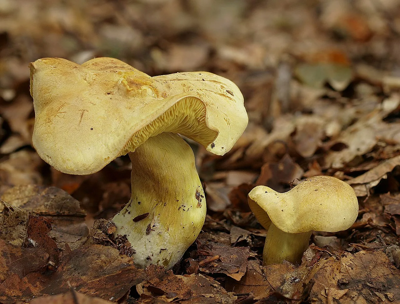 Tricholoma sulphureum (Tricholoma sulphureum) — photo mycologique