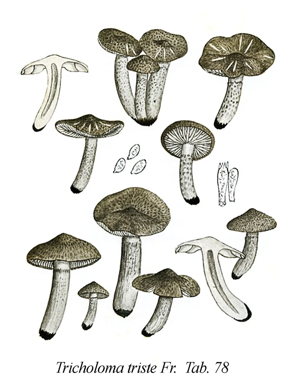 Tricholoma triste (Tricholoma triste) — photo mycologique