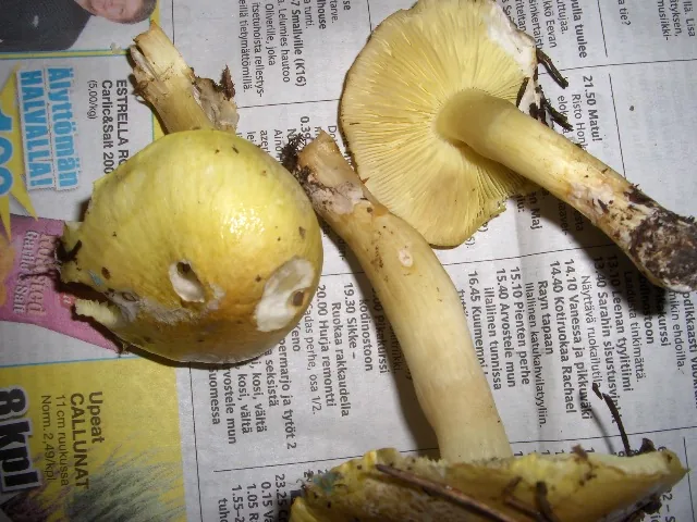 Tricholoma ulvinenii (Tricholoma ulvinenii) — photo mycologique