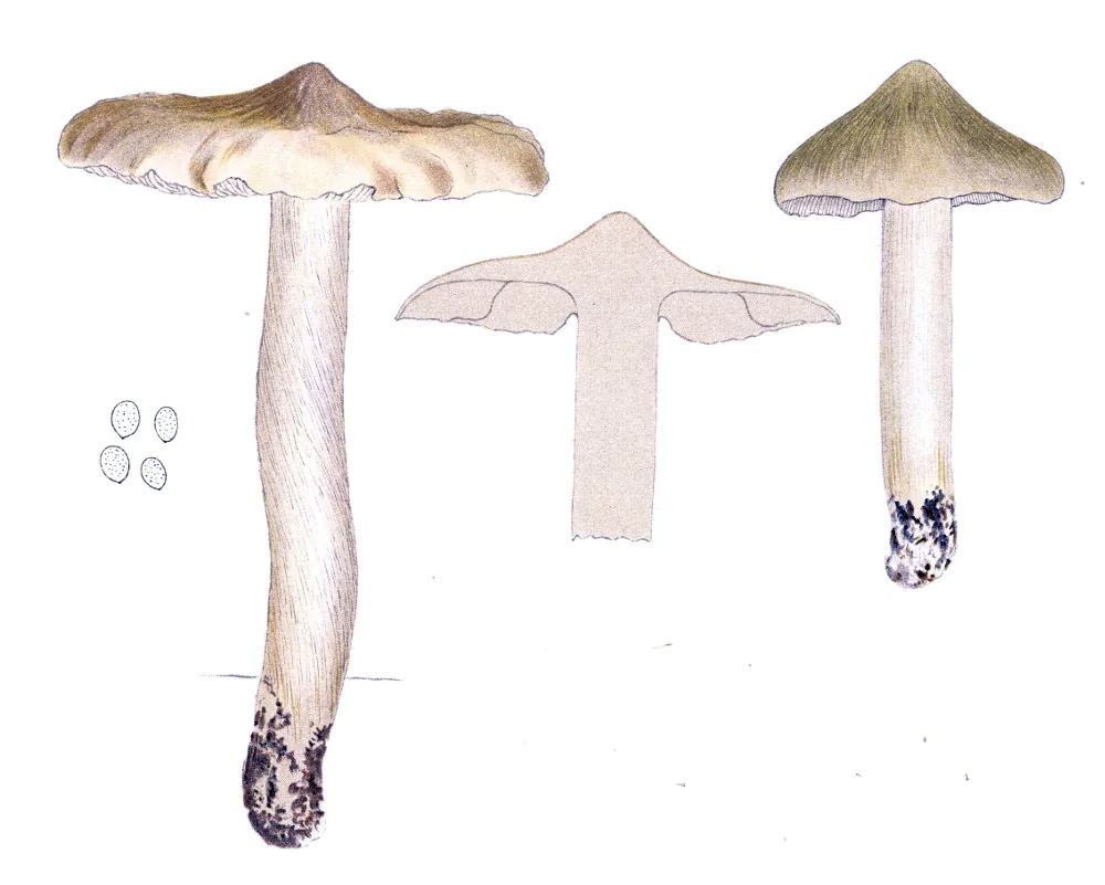 Tricholoma umbonatum (Tricholoma umbonatum) — photo mycologique