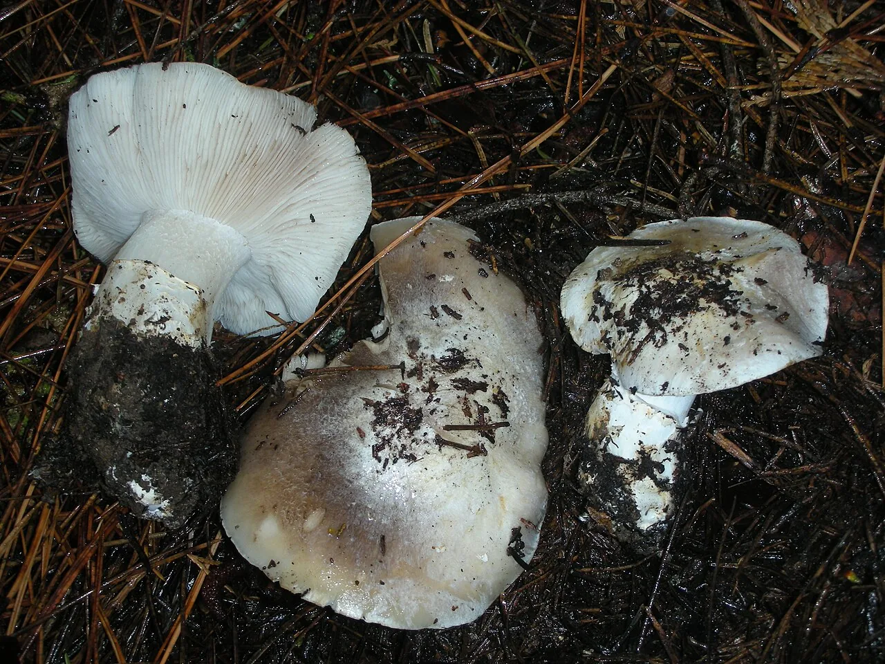 Tricholoma vernaticum (Tricholoma vernaticum) — photo mycologique