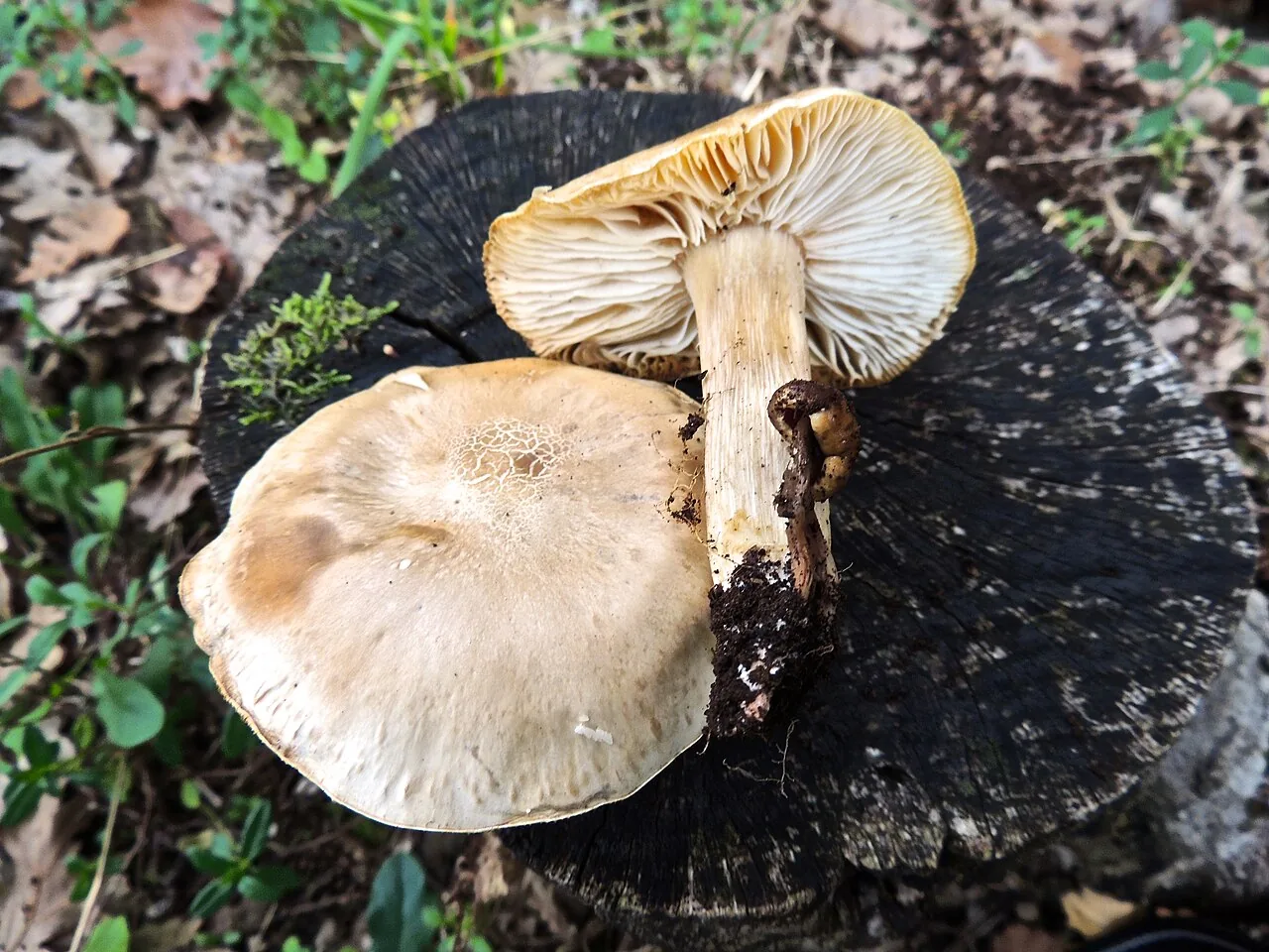 Tricholomella constricta (Tricholomella constricta) — photo mycologique