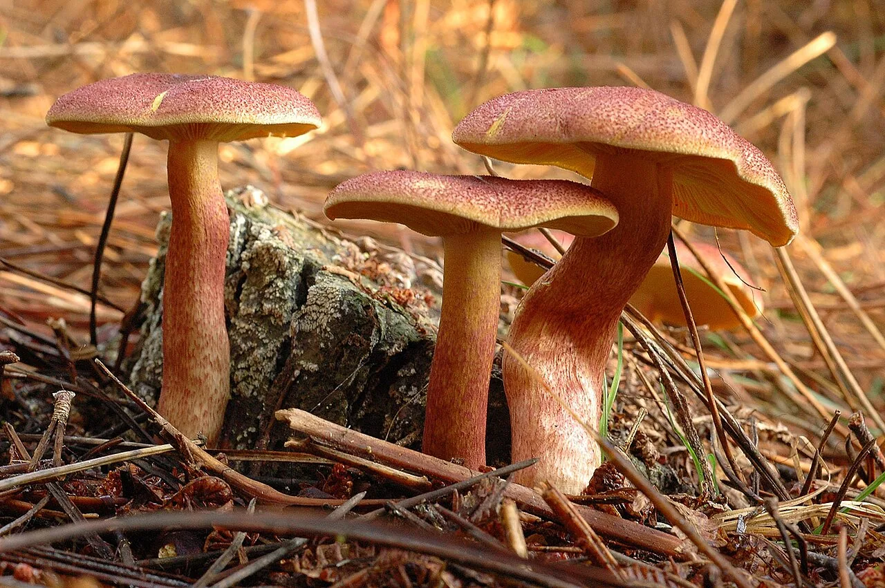 Tricholomopsis aurea (Tricholomopsis aurea) — photo mycologique