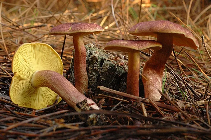 Tricholomopsis rutilans (Tricholomopsis rutilans) — photo mycologique