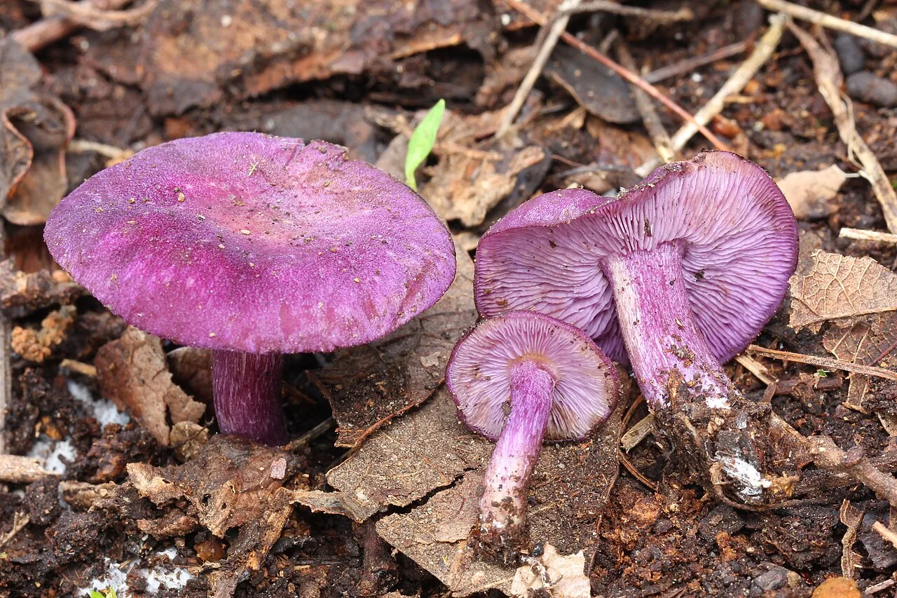 Tricholosporum laeteviolaceum (Tricholosporum laeteviolaceum) — photo mycologique