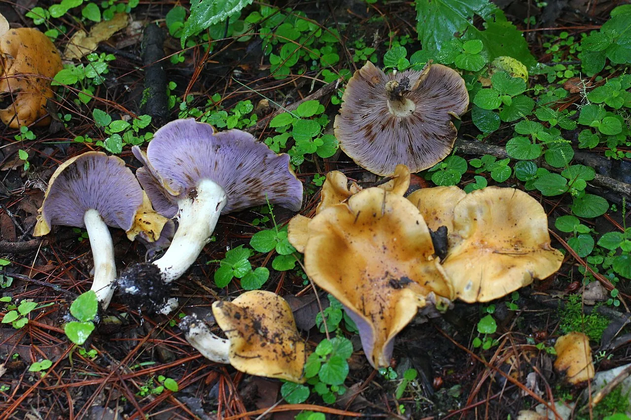 Tricholosporum porphyrophyllum (Tricholosporum porphyrophyllum) — photo mycologique
