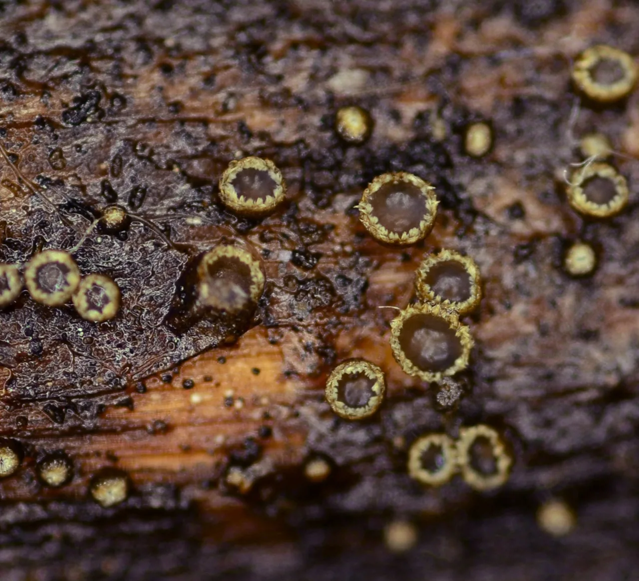 Trichopeziza discolor (Trichopeziza discolor) — photo mycologique