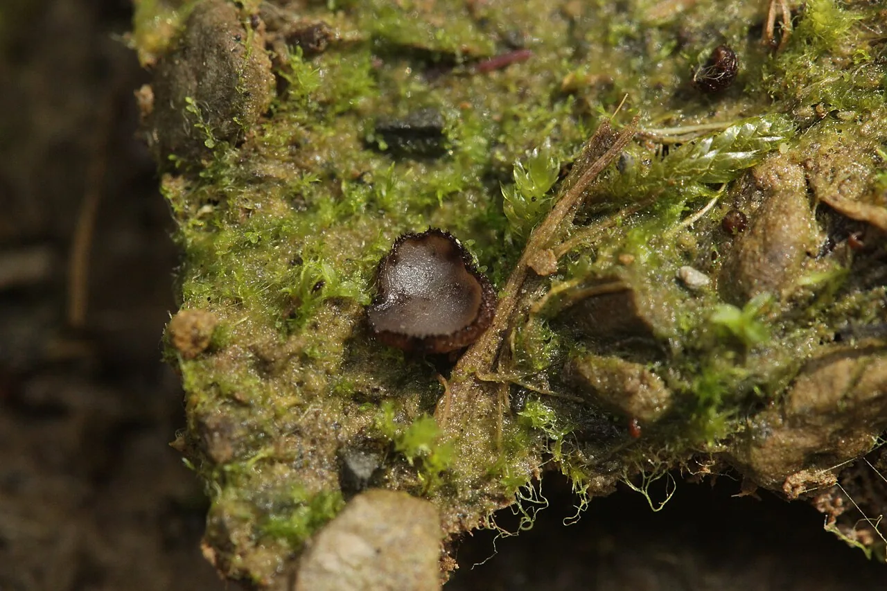 Trichophaea vernalis (Trichophaea vernalis) — photo mycologique
