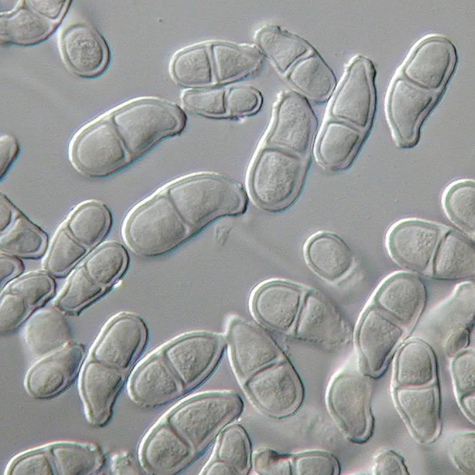 Trichothecium roseum (Trichothecium roseum) — photo mycologique