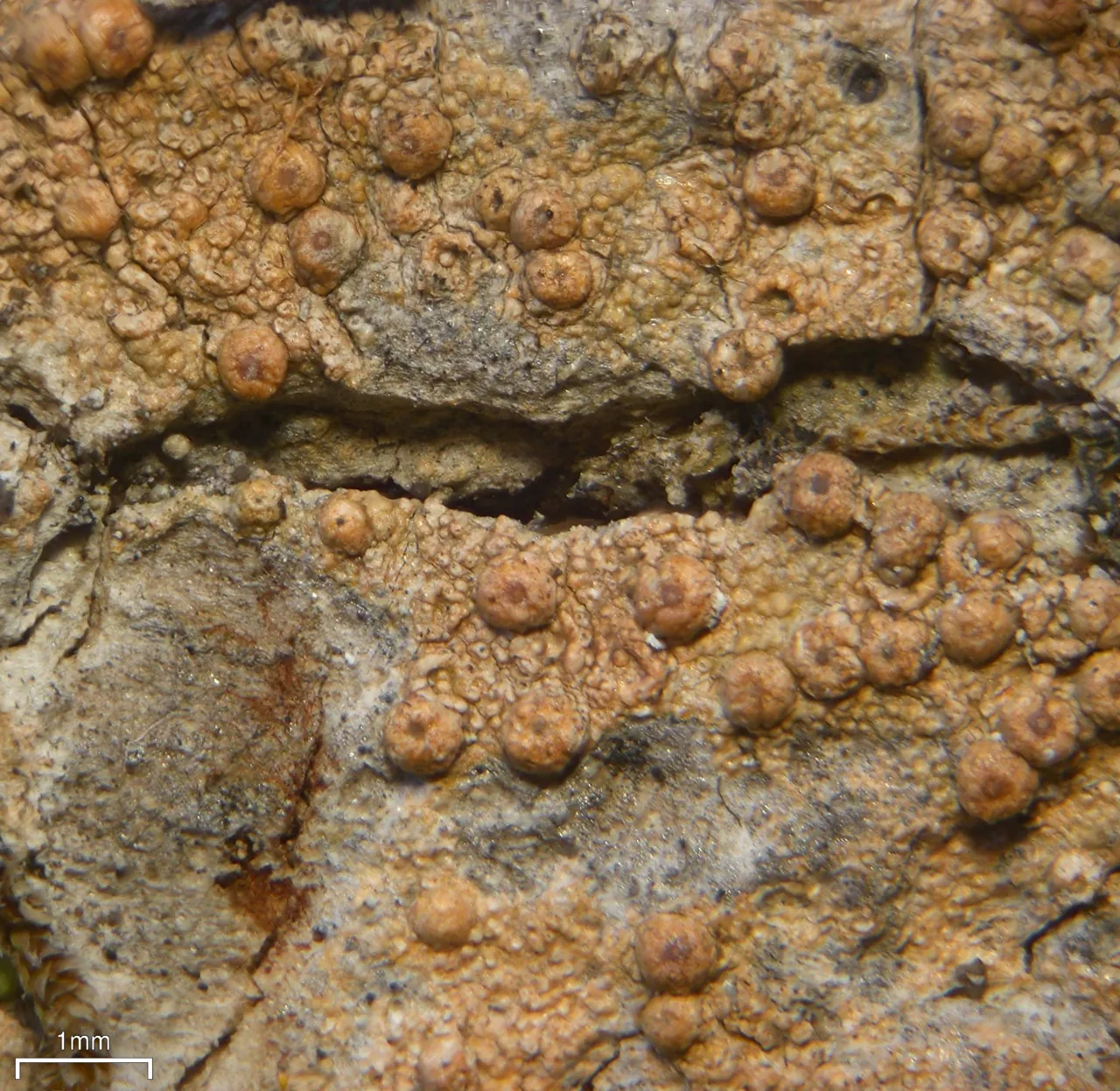 Trichothelium assurgens (Trichothelium assurgens) — photo mycologique