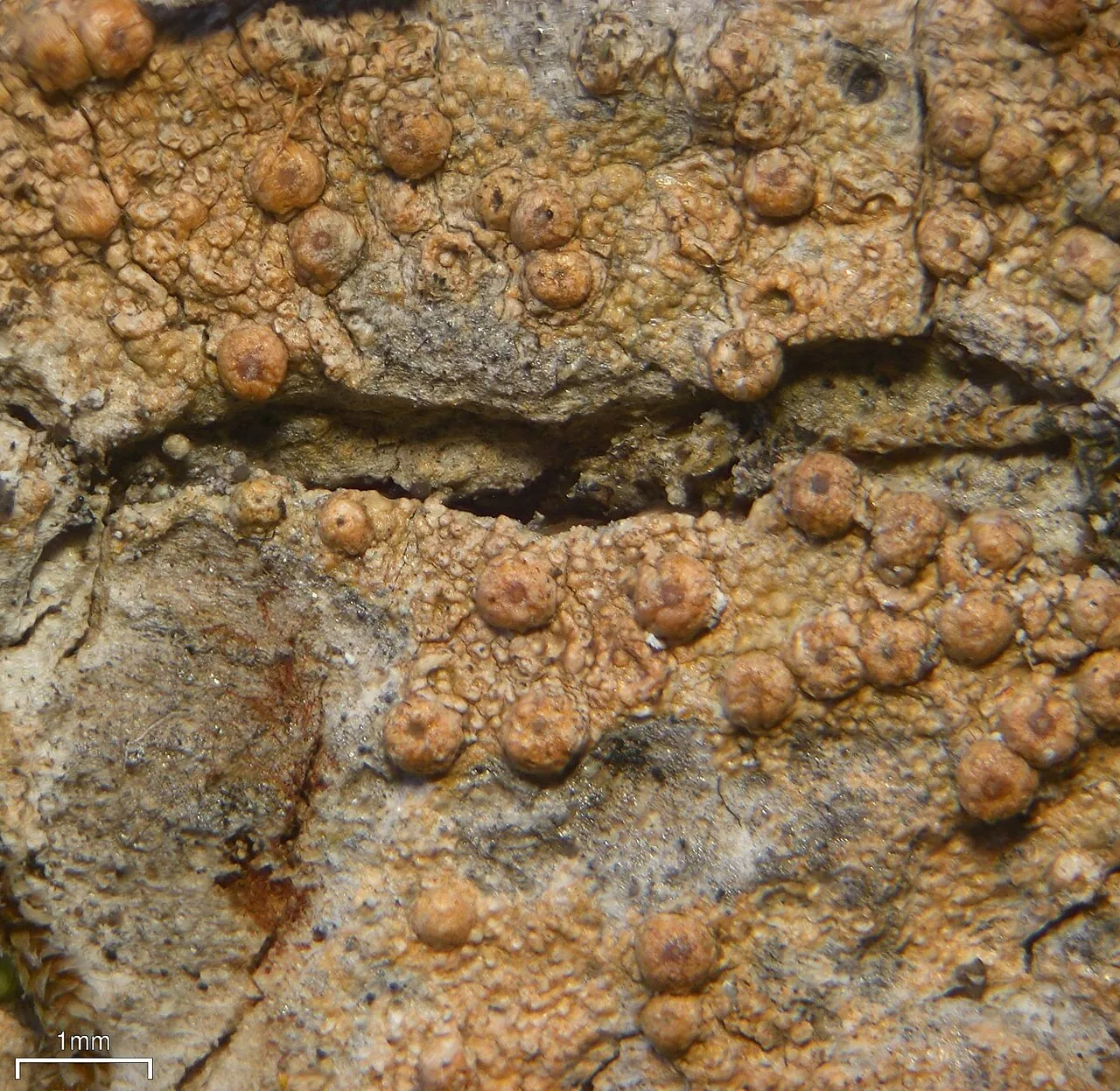 Trichothelium ulei (Trichothelium ulei) — photo mycologique
