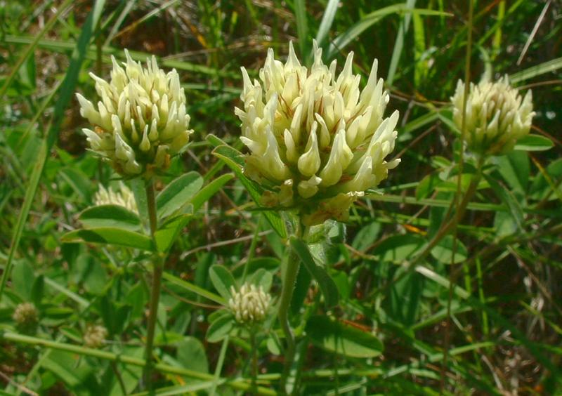 Trèfle (Trifolium) — photo botanique